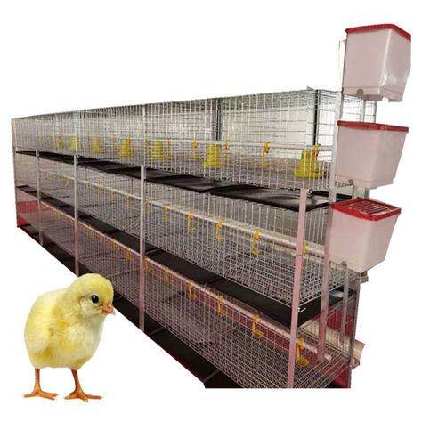 Broiler Chicken House Design, Poultry Farm Design, Egg Laying Hens, Cages For Sale, Poultry Farming, Broiler Chicken, Layer Chicken, Chicken Farming, Good Morning Happy Friday