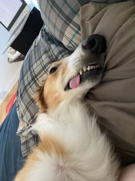 photo ♡ dog ♡ borzoi ♡ blep ♡ tongue ♡ animal ♡ tired ♡ lying down ♡ bed ♡ lazy Dogs Laying Down, Dog Laying On Back, Dog Borzoi, Me In The Morning, Lazy Dog, Animal Photos, Animal Photo, Dog Photos, Cartoon Characters