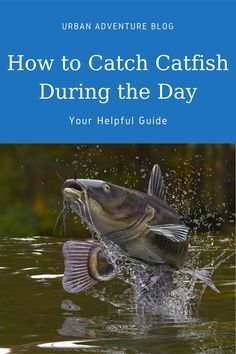 Planning to catch #catfish for your day #fishing #trip? You need to learn to do it properly, so read on for tips on how to catch catfish during the day! Homemade Catfish Bait, Catfish Rigs, How To Catch Catfish, Catfish Bait, Colorful Hairstyles, Catfish Fishing, Fishing For Beginners, Bass Fishing Tips, Walleye Fishing