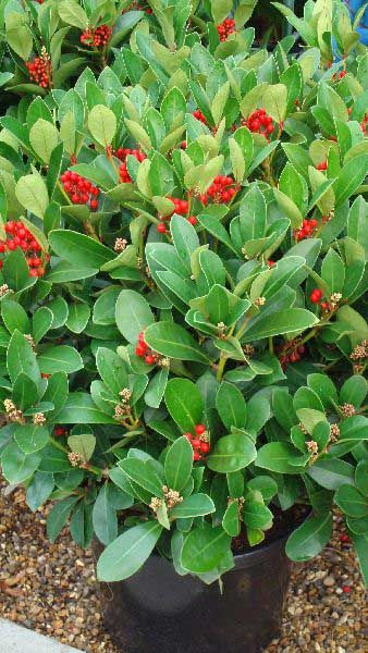 Skimmia Japonica Obsession. Evergreen Shrubs Online UK Pieris Japonica Mountain Fire, Skimmia Japonica, Skimmia Japonica Kew Green, Euonymus Japonicus Green Spire, Acer Japonicum Aconitifolium, Cercidiphyllum Japonicum, Espalier Fruit Trees, Shade Tolerant Plants, Sun Loving Plants