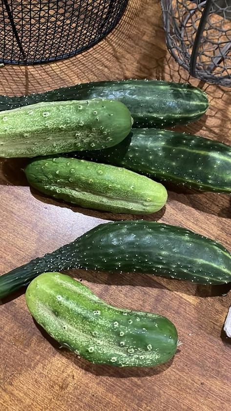 Raised Bed Gardening | I have a million cucumbers coming in | Facebook Korean Cucumber, Raised Bed Gardening, Garden Veggies, Raised Bed, Raised Beds, Raised Garden Beds, Pickles, Cucumber, How To Use