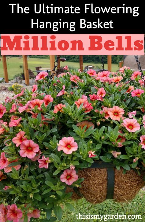 Calibrachoa Hanging Basket, Million Bells Flowers, Plant Hanging Ideas, Best Potted Plants, Garden Baskets, Basket Garden, Million Bells, Basket Plant, Plants Hanging