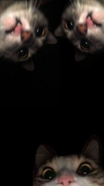 Cat 0.5, Cat Group Photo, Cats Background Wallpapers, Wallpaper Backgrounds Cats, Snap Background, Feng Wallpaper, Cute Cat Background, Wallpaper Iphone Cat, Cats Tattoo Ideas