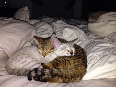 Lode A Dio, Good Night Cat, Cat Couple, Cat Cuddle, Cat Reference, Sleepy Time, Silly Cats Pictures, Cat Pose, Two Cats