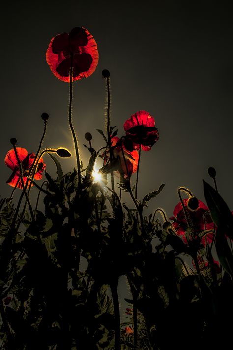 #poppies #fineartphotography #art #flower  #floral #nature #darkgarden Crimson Flowers Aesthetic, Red Poppy Flower Aesthetic, Poppy Flower Aesthetic Dark, Red Poppy Wallpaper, Red Poppies Aesthetic, Red Poppy Aesthetic, Poppy Aesthetic Flower, Hypnos Altar, Red Fairy Aesthetic