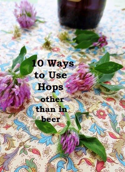 Poor and Gluten Free (with Oral Allergy Syndrome): 10 Ways to Use Hops Other than in Beer! + MeatlessMonday Hops Medicinal Uses, Hops Recipes, Hop Recipes, Flavored Tea Recipes, Growing Hops, Herbal Alchemy, Hops Vine, Medicinal Wild Plants, Small Farming