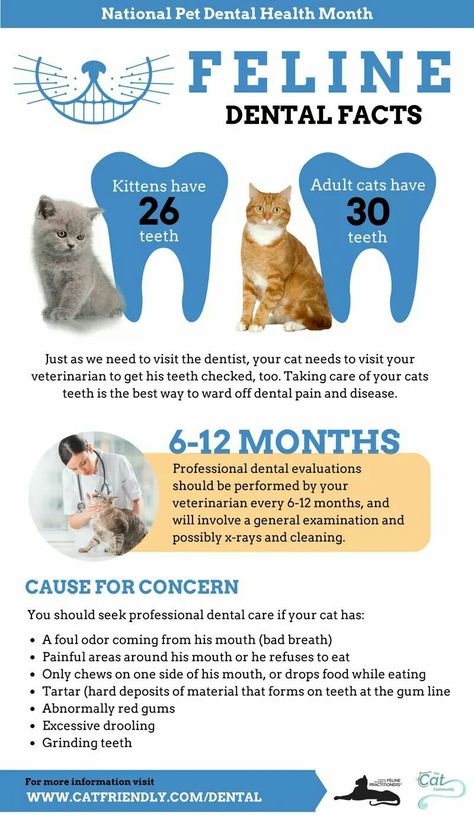 Pet Dental Health Month, Cat Health Remedies, Veterinary Office, Feline Anatomy, Vet Tech School, Vet Notes, Veterinary Tech, Vet Tech Student, Vet Technician