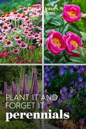 Add some flower power to your garden year after year with these tough-as-nails hardy perennials. Each of these plants can withstand freezing temperatures and other challenging weather conditions, then come back with beautiful blooms every year. #gardening #gardenideas #perennialtips #perennialflowers #perennialgarden #easytogrow #bhg Flower Garden Ideas Landscaping, Perennial Garden Plans, Flower Garden Plans, Cut Flower Garden, Have Inspiration, Beautiful Flowers Garden, Hardy Perennials, Garden Yard Ideas, Front Yard Garden