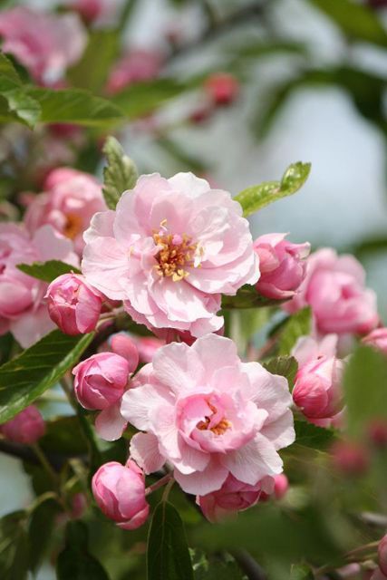 Rose Plant Care, Prairie Rose, Rose Tree, Crabapple Tree, Bloom Blossom, Rose Trees, Growing Roses, Pink Garden, Planting Roses