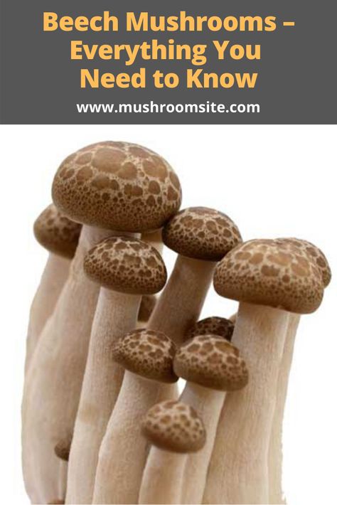 Brown Beech Mushrooms, White Shimeji Mushroom Recipes, White Beech Mushrooms Recipes, Brown Beech Mushrooms Recipe, Beech Mushroom Recipe, Fungi Identification, Beech Mushrooms, Foraging Mushrooms, Mushroom Guide