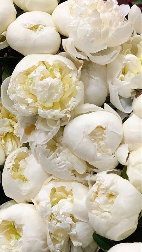 White peonies White Peonies Aesthetic, Peony Aesthetic, Virtual Flowers, Peony Wallpaper, Plant Therapy, Flower Landscape, White Peonies, Luxury Flowers, Flower Quotes