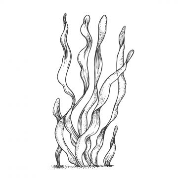 underwater,organism,algae,seaweed,doodle,vector,organic,leaf,branch,exotic,spirulina,plant,ornamental,aquarium,decoration,concept,designed,retro,style,mockup,monochrome,illustration,river,hand,drawn,nature,aqua,world,flora,fauna,vintage,decorative,marine,creature,black,white,print,blackwork,tattoo,clipart,outline,engraving,ink,t-shirt,graphic,art,design,artwork,aquatic,biodiversity,leaf vector,vintage vector,world vector,tattoo vector,graphic vector,plant vector,nature vector,decorative vector,d Marine Plants Tattoo, Sea Plant Drawing, Algae Tattoo Design, Underwater Plant Tattoo, Water Plant Drawing, Aquarium Tattoo Ideas, Seagrass Tattoo, Aquatic Plants Drawing, Seaweed Outline