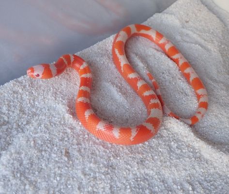 Aberrant Tangerine Albino Honduran Milk Snake by Honduran Milk Snake Morphs - MorphMarket Honduran Milk Snake, Snake Morphs, Danger Noodles, Danger Noodle, Milk Snake, Oc Stuff, Cold Blooded, Pet Snake, Favorite Animals