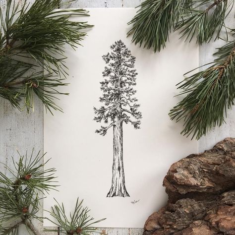 Treescape Tattoo, Fir Tree Tattoos, Sequoia Tattoo, Sequoia Tree Tattoo, 18th Quotes, Tree Design Illustration, Outdoorsy Tattoos, Tree Tattoo Drawings, Redwood Tattoo