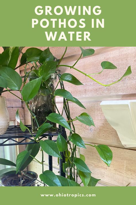 Grow Pothos In Water, Pothos Hydroponic, Growing Pothos In Water, Pothos In Water, Pothos Vine, Pothos Plant Care, Lipstick Plant, Plants In Jars, Golden Pothos