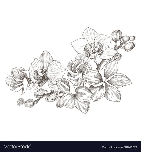 Orchid Flower Drawing, Orchid Vector, Bouquet Orchid, Orchid Drawing, Orchid Tattoo, Flower Drawing Design, Exotic Orchids, Orchid Flowers, Ink Illustration