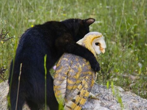 Cat  and owl Unlikely Animal Friends, Unusual Animal Friendships, Beautiful Owls, Unlikely Friends, Cat Hug, Animals Friendship, Unusual Animals, Amazing Animals, Barn Owl