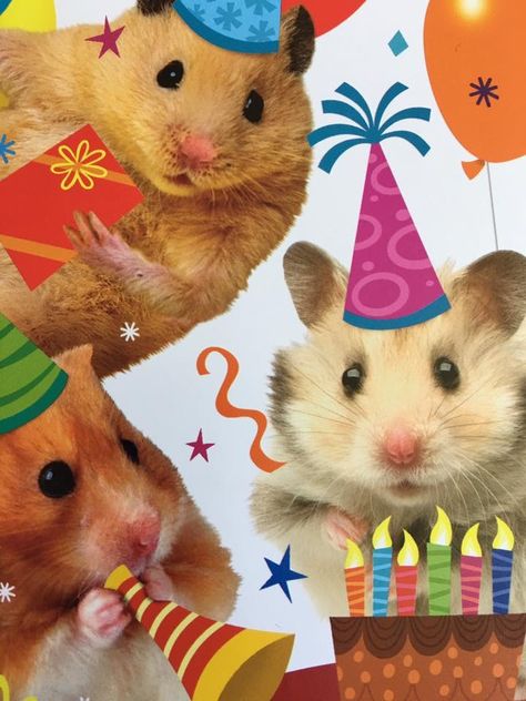 Birthday Memes Cute, Cursed Happy Birthday Images, Birthday Icons Aesthetic, Hbd Aesthetic, Funny Birthday Pics, Hbd Happy Birthday, Birthday Pfp, Hamster Birthday, Happy Birthday Cute