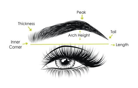 Anatomy of Eyebrow | Different Types of Eyebrows Shapes Eyebrow Anatomy, Different Types Of Eyebrows, Square Eyebrows, Eyebrow For Round Face, Eyebrow Art, Mircoblading Eyebrows, Micro Blading, Types Of Eyebrows, Perfect Eyebrow Shape