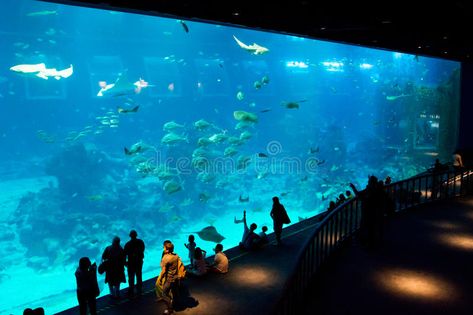 Aquarium, Singapore. Huge aquarium in S.E.A. Aquarium in Singapore, on Sentosa i #Sponsored , #Affiliate, #affiliate, #Singapore, #aquarium, #Huge, #Aquarium Singapore Aquarium, Huge Aquarium, Island Pictures, Singapore, Photo Image, Editorial, Fish