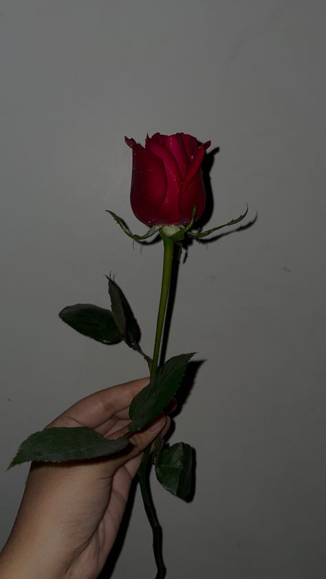 Snapchat, rose, red, dark aesthetic Red Roses Snapchat, Rose Day Snapchat Stories, Single Rose Aesthetic, Rose Snap Story, Rose Snapchat Stories, Red Rose Pic, Dark Red Roses Aesthetic, Rose Snapchat, Red Dark Aesthetic