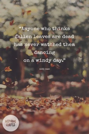 Autumn Magic Quotes, Leaves Falling, Magic Quotes, Autumn Magic, Fallen Leaves, Autumn Quotes, Autumn Scenes, Fabulous Fall, Windy Day