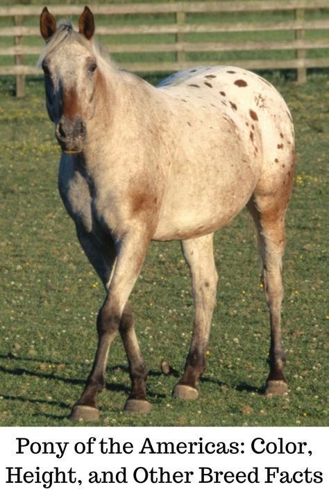 Information about The Pony of the Americas breed. #POA,#breed,#PonyoftheAmericas Animal Fact File, Animal Facts For Kids, Different Horse Breeds, Western Pleasure Horses, Animals Information, Horse Show Clothes, Barrel Racing Horses, Morgan Horse, Extinct Animals