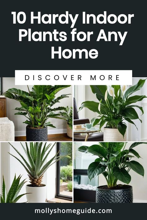 Discover the best indoor plants that are hard to kill! These unkillable plants are perfect for beginners and anyone who struggles to keep houseplants alive. From easy-to-grow options to low-maintenance varieties, these indoor potted plants are the perfect addition to any home. Say goodbye to constantly worrying about your plants and enjoy lush greenery with these hardest-to-kill houseplants. Beginner House Plants, Unkillable Plants, Indoor Potted Plants, Cast Iron Plant, Rubber Plant, Iron Plant, Minimal Lighting, Best Indoor Plants, Keep Alive