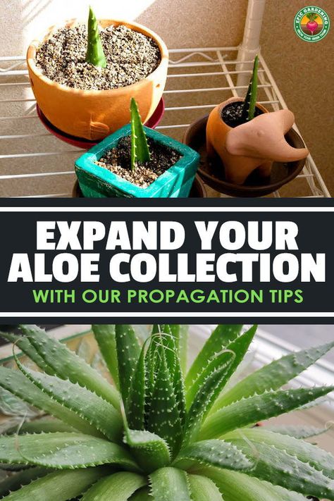 Indoor Aloe Plant, Transplanting Aloe Vera Plant, How To Propagate Aloe, Propogating Aloe Vera, Aloe Vera Plant Propagation, How To Propagate Aloe Vera, How To Propagate Plants, Easy Plants To Propagate, Aloe Vera Propagation