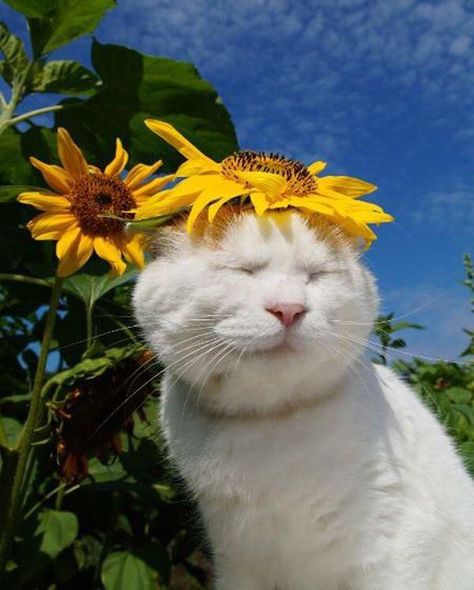 White Cat, Sunflower, Flowers, White