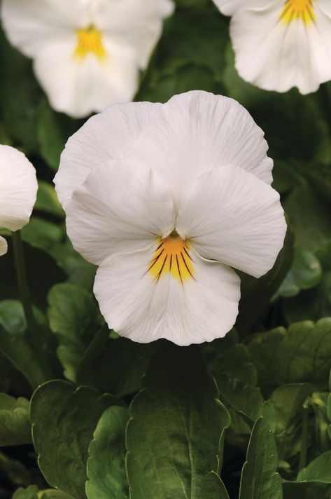 Viola wittrockiana 'Cool Wave White' pansy Winter Pansies, Hgtv Garden, Growing Strawberries, Moon Garden, Pansies Flowers, White Gardens, Garden Care, Flowers Perennials, Bedding Plants