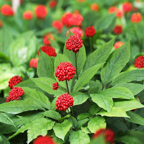 Panax Ginseng Herb Seeds - Medicinal Plants Growing Ginseng, Ginseng Plant, Garden Tool Holder, Panax Ginseng, Perennial Herbs, Herbaceous Perennials, Hardy Perennials, Herb Seeds, Bulb Flowers