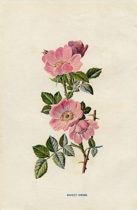 Sweet Briar Rose - The Old Design Shop Rose Flower Tattoo, Wild Rose Tattoo, Rose Flower Tattoos, Sweet Briar, Rose Illustration, Acrylic Painting Flowers, Flowers Illustration, Rose Images, Rose Drawing