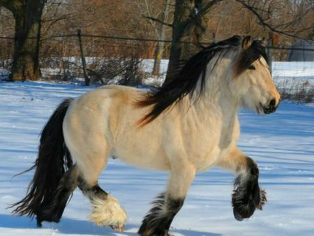 Totally striking. Beautiful. Drum Horse, Draft Horse, Horse Wallpaper, Most Beautiful Horses, Majestic Horse, All The Pretty Horses, Draft Horses, Equestrian Life, Pretty Horses