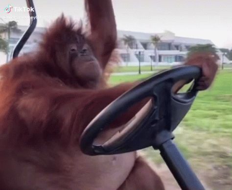 Spinning Monkey Gif, Monkey Gif, Monkey Video, Monkey Memes, Animated Emotes, Meme Gif, Funky Monkey, Golf Car, Morning Gif