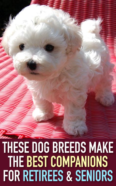 Best Small Dogs, Top Dog Breeds, Senior Dogs, Cute Little Puppies, Dog Videos, Best Dog Breeds, White Dog, Little Puppies, Small Dog Breeds