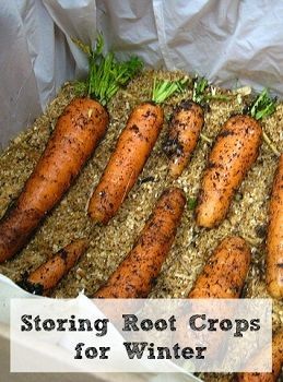 Storing Root Crops for Winter... Root Cellar Storage, Storing Vegetables, Canned Food Storage, Root Cellar, Vegetable Storage, Magic Garden, Have Inspiration, Survival Food, Olive Garden