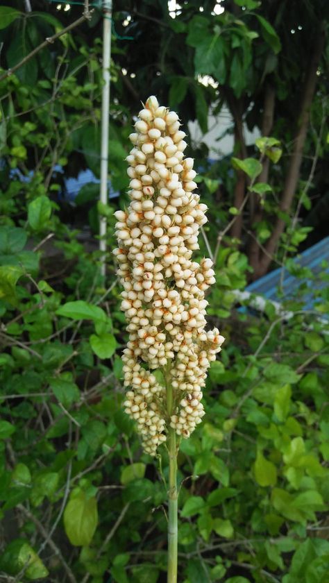 Millet Plant in Terrace Garden Millet Plant, Terrace Garden, Millet, Creative Activities, Amazing Flowers, Planting, Craft Room, Planting Flowers, Terrace