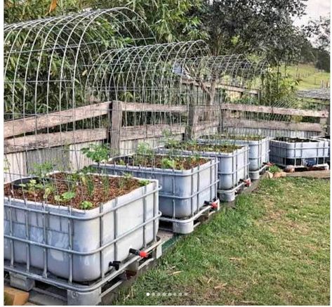 Permaculture Farm, Aquaponics Greenhouse, Raised Vegetable Gardens, Permaculture Gardening, Veg Garden, Vegetable Garden Design, Morning Tea, Community Gardening, Barndominium Ideas