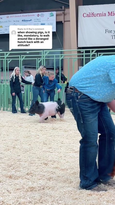 Replying to @D Ray explaining hog showmanship and the stare! #hogshowm... | pig showing | TikTok Show Hogs, Showing Pigs, Show Pigs, Pig Showing, Farm Show, Consumer Culture, Pigs, Happy Quotes, 4 H