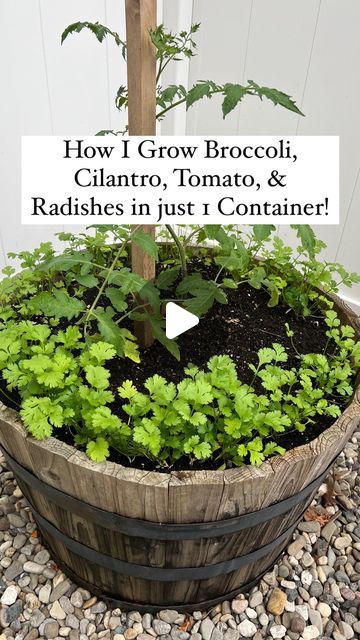 26K views · 1K likes | Resh Gala | Organic Gardener on Instagram: "I grew Broccoli, Tomatoes, Cilantro & Radishes in just 1 Container!! This is how you can too:👇  SPRING: Broccoli + Cilantro  SUMMER: Tomato + Cilantro FALL: Radishes + Cilantro WINTER: Cilantro  In spring, I planted broccoli and direct sowed cilantro seeds as a border around it, keeping pests away from brassicas.  In summer I harvested broccoli & planted tomato in its place. Cilantro continued to grow well in the shade of the tomato plant through the warmer months.  In late summer, I replaced the tomato & cilantro by planting radishes in its place.  In early fall, I harvested the radishes & direct sowed more cilantro, covered it with hoops and farm grade plastic to grow & enjoy in snowy winter months!  Hope you try this co Growing Radishes In Containers, Planting Radishes, How To Grow Cilantro, Growing Radishes, Cilantro Plant, Cilantro Seeds, Growing Cilantro, Tomato Plant, Summer Tomato