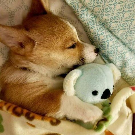 And this lovely Corgi sleeps with a favorite toy after a long active game! Cute Corgi Puppy, Koala Bears, Corgi Funny, Corgi Puppy, Puppy Lover, Cute Corgi, Puppies Funny, Pembroke Welsh Corgi, Corgi Dog