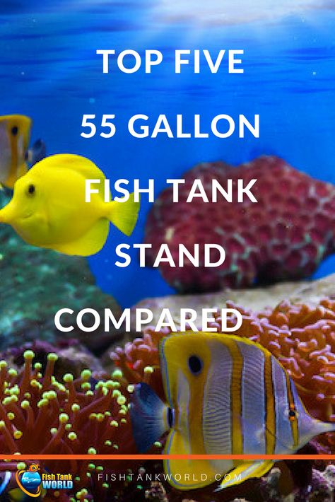 The best 55 gallon fish tank stands compared. 55 Gallon Fish Tank Ideas, 55 Gallon Fish Tank, Community Fish Tank, Diy Aquarium Filter, Aquarium Animals, 55 Gallon Aquarium, 55 Gallon Tank, Fish Tank Ideas, Fish Tank Stand