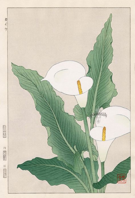 Calla Lily from Shodo Kawarazaki Spring Flower Japanese Woodblock Prints Flower Studies, Shin Hanga, Japanese Woodblock Print, Japanese Woodblock, Calla Lilies, Japanese Flowers, Arte Sketchbook, Japanese Woodblock Printing, Japanese Painting