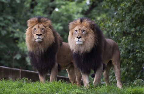 Two male lions spotted on the beach, walking in the ocean in viral video Two Lions, Western Lowland Gorilla, Amur Tiger, Serval Cats, Lion Cat, Conservation Biology, Beach Walking, Sumatran Tiger, Wild Lion