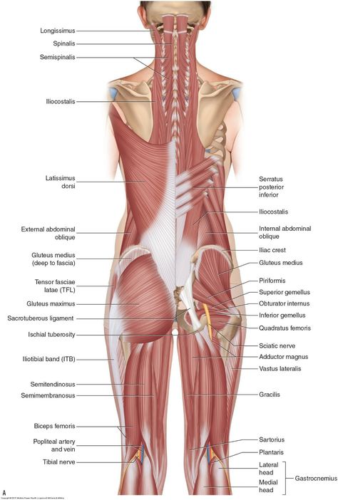 Hip Muscles Anatomy, Body Muscle Anatomy, Punkty Spustowe, Hip Anatomy, Human Muscle Anatomy, Basic Anatomy And Physiology, Lower Back Muscles, Human Body Anatomy, Muscular System