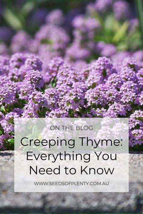 Planting Creeping Thyme, When To Plant Creeping Thyme, Purple Creeping Thyme, Creeping Thyme Path, Thyme Garden Ideas, Creeping Thyme Landscaping, How To Plant Creeping Thyme, Creeping Thyme Between Pavers, Planting Thyme