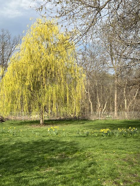 Niobe Golden Weeping Willow tree Golden Willow Tree, Ipad Screen, Weeping Willow Tree, Weeping Willow, Willow Tree, Ipad, Screen