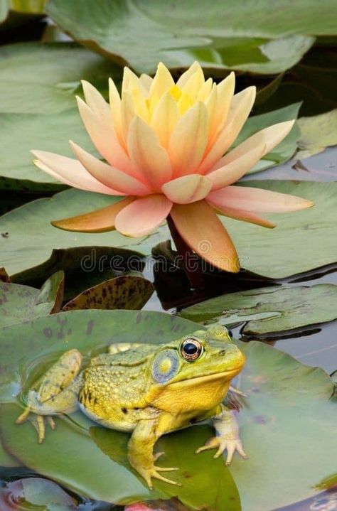 Lily Poster, Frog On Lily Pad, Lotus Flower Pictures, Frog Illustration, Frog Pictures, Frog Drawing, Pond Life, Frog Art, Lily Pond