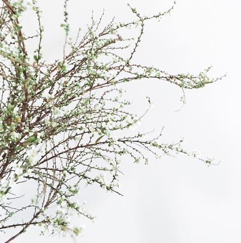 Approaching the absolute best time of year for flowers. Spirea is one of my all time favorites and I especially love this twiggy variety. Festival Wedding, Types Of Flowers, Flower Images, Green Wedding, Styled Shoot, Garden Inspiration, Spring Flowers, All Time, Wedding Inspo